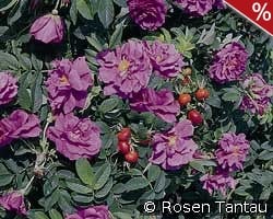 Pierette Pavement - Rosa rugosa Pierette kaufen, click for more details Pierette Pavement - Rosa rugosa Pierette