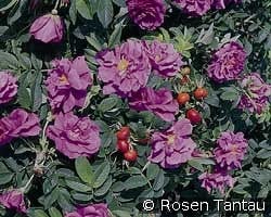 Pierette Pavement - Rosa rugosa Pierette kaufen, click for more details Pierette Pavement - Rosa rugosa Pierette