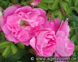 Polarsonne kaufen, click for more details Polarsonne