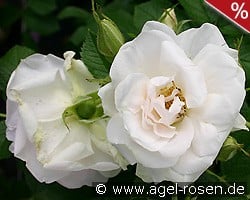 Ritausma syn Polareis kaufen, click for more details Ritausma syn Polareis