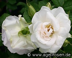 Ritausma syn Polareis kaufen, click for more details Ritausma syn Polareis