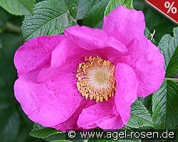 Rosa rugosa kaufen, click for more details Rosa rugosa
