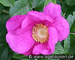 Rosa rugosa kaufen, click for more details Rosa rugosa