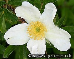Rosa rugosa Alba kaufen, click for more details Rosa rugosa Alba