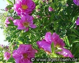 Rosa rugotida 'Dart's Defender' kaufen, click for more details Rosa rugotida 'Dart's Defender'