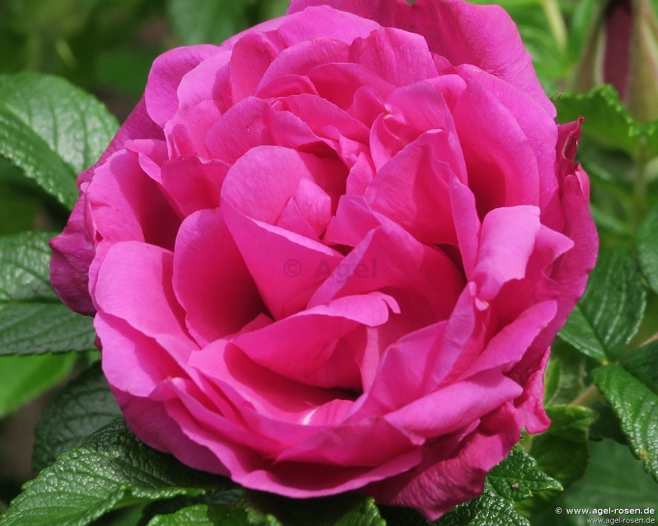 Rose ‘Rote Apart‘ (5-Liter Topf)