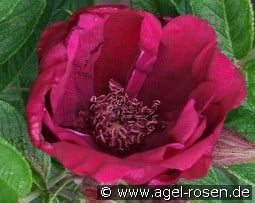 Rotes Phänomen kaufen, click for more details Rotes Phänomen