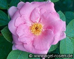 Sarah van Fleet kaufen, clicken für mehr Details Sarah van Fleet