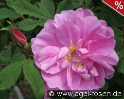 Therese Bugnet kaufen, click for more details Therese Bugnet
