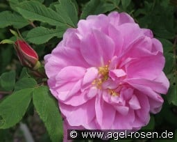 Therese Bugnet kaufen, click for more details Therese Bugnet