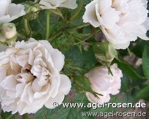 Rose ‘Weiße Nelkenrose‘ (2-Liter Biotopf)