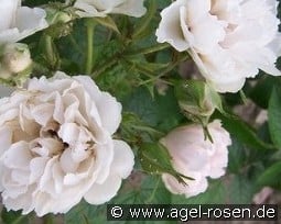 Weiße Nelkenrose kaufen, click for more details Weiße Nelkenrose