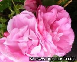 Zaiga kaufen, click for more details Zaiga