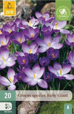 Ruby Giant kaufen, clicken für mehr Details Ruby Giant