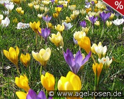 SPCR. Species Crocus-Mix