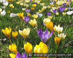 SPCR. Species Crocus-Mix