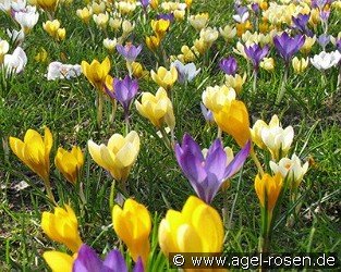 SPCR. Species Crocus-Mix