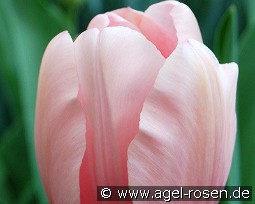 Salmon Impression kaufen, clicken für mehr Details Salmon Impression