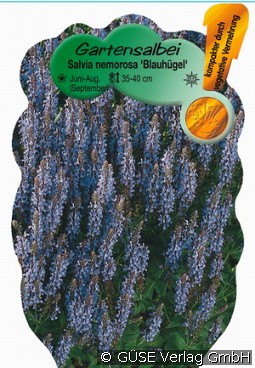 Salbei kaufen, clicken für mehr Details Salbei