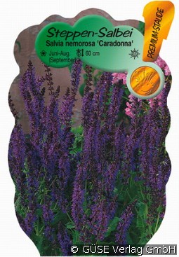 Garten-Salbei kaufen, clicken für mehr Details Garten-Salbei