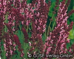 Garten-Salbei kaufen, clicken für mehr Details Garten-Salbei