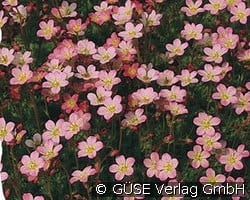 Moos-Steinbrech kaufen, clicken für mehr Details Moos-Steinbrech