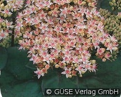 Fetthenne kaufen, clicken für mehr Details Fetthenne