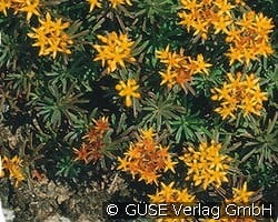 Garten-Fettblatt kaufen, clicken für mehr Details Garten-Fettblatt