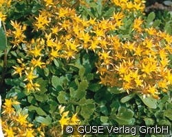 Fetthenne kaufen, clicken für mehr Details Fetthenne