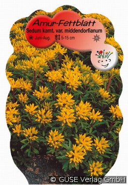 Teppich-Sedum kaufen, clicken für mehr Details Teppich-Sedum