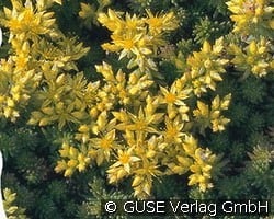 Goldmoos-Fettblatt kaufen, clicken für mehr Details Goldmoos-Fettblatt