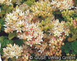 Teppich-Sedum kaufen, click for more details Teppich-Sedum