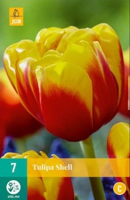 Shell kaufen, clicken für mehr Details Shell