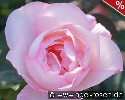 Abbaye de Maubuisson kaufen, click for more details Abbaye de Maubuisson