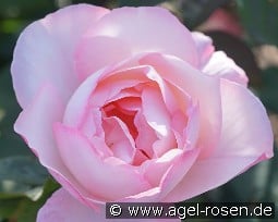 Abbaye de Maubuisson kaufen, click for more details Abbaye de Maubuisson