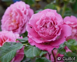 Agnes Schilliger kaufen, click for more details Agnes Schilliger