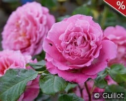 Agnes Schilliger kaufen, click for more details Agnes Schilliger