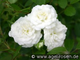 Alba Meidiland kaufen, click for more details Alba Meidiland