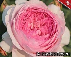 Alexandra - Princesse de Luxembourg kaufen, click for more details Alexandra - Princesse de Luxembourg