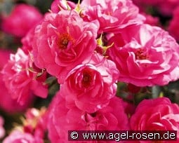 Alpha Meidiland  kaufen, click for more details Alpha Meidiland