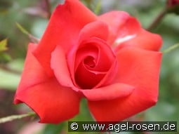 Altenburg kaufen, click for more details Altenburg