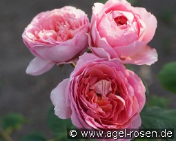 Amandine Chanel kaufen, click for more details Amandine Chanel