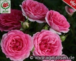 Amica kaufen, click for more details Amica