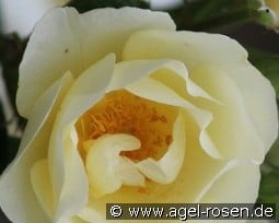 Amourin kaufen, click for more details Amourin