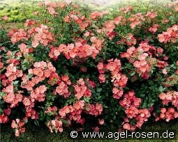 Amstelveen kaufen, click for more details Amstelveen