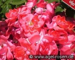 Anne de Bretagne kaufen, click for more details Anne de Bretagne