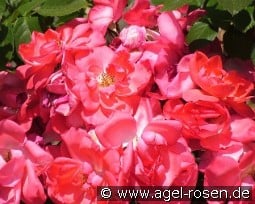 Anne de Bretagne kaufen, click for more details Anne de Bretagne