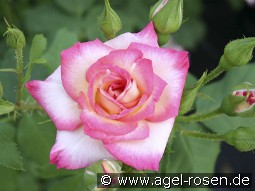 Arabella kaufen, click for more details Arabella