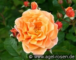 Arabia kaufen, click for more details Arabia