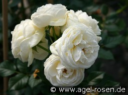 Artemis kaufen, click for more details Artemis